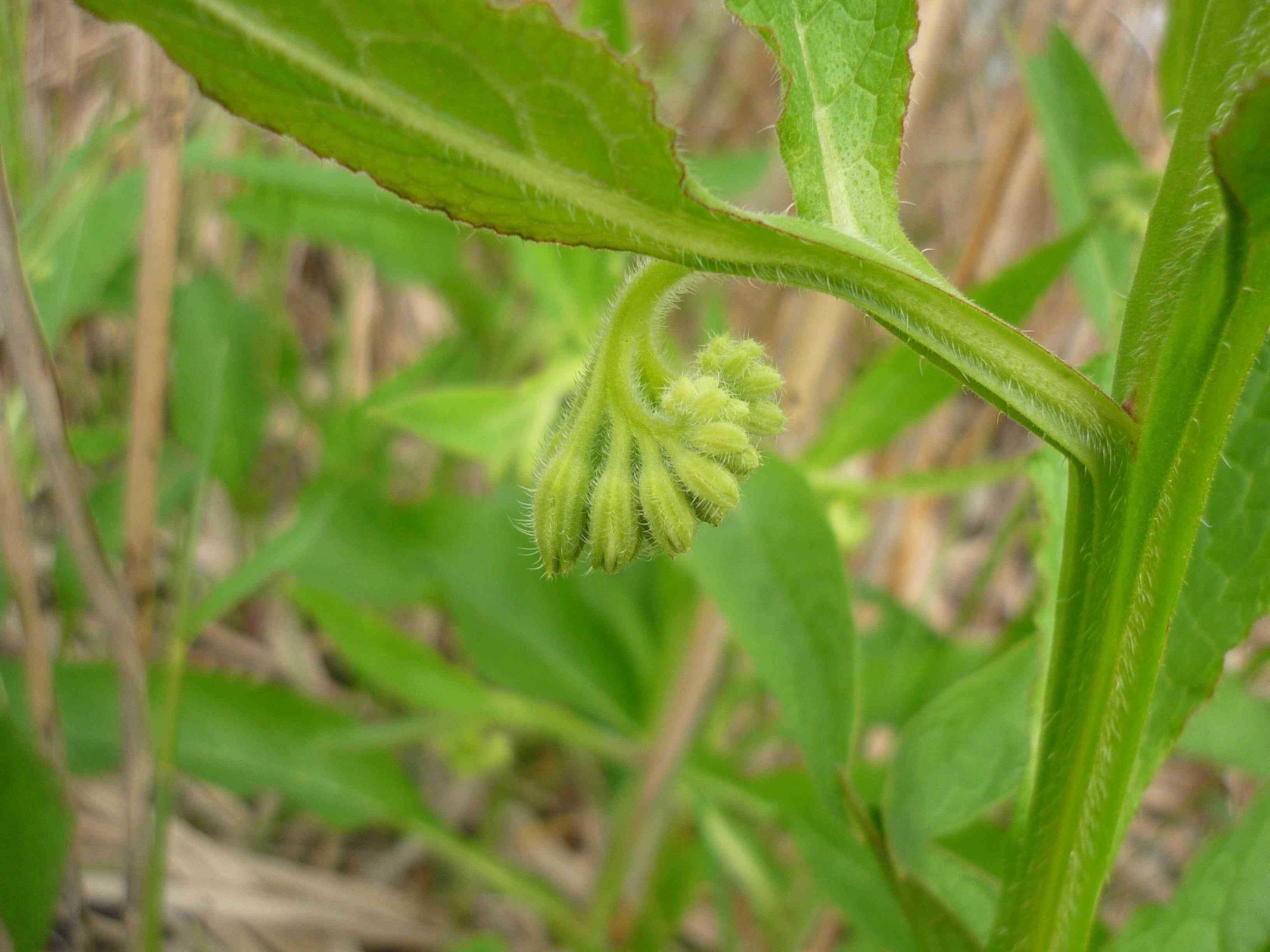 id pianta 3 - Symphytum sp.